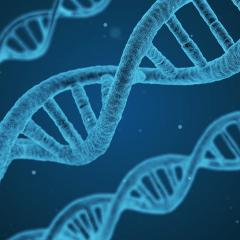 QBI researchers have discovered where the highest rate of genetic mutations occurs in mitochondrial DNA.