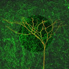 A spotlight brings into focus the distal dendrites of a neocortical layer 5 pyramidal neuron (gold) amongst a sea of cholinergic axons (green), an allegory of the transformation of dendritic computations in the output neurons of the neocortex produced by the optogenetic activation of the cholinergic modulatory system. Artwork by Lee Fletcher. 