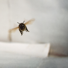 New research from The University of Queensland has produced the first quantitative analysis of how bees bypass the effects of centrifugal force while turning to maintain their trajectory, with important implications for flight control and navigation. 