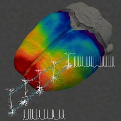 Thickness of brain regions linked to how neurons function