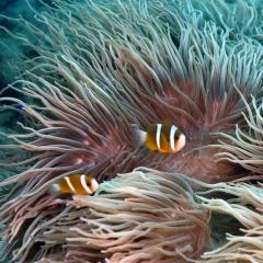 Two Great Barrier Reef anemonefish