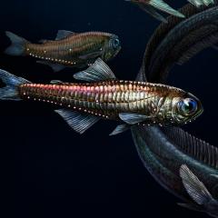 Deep sea fish may have highly sensitive colour vision.