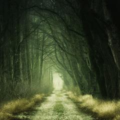 Dark forest.