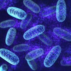 Research from UQ’s Queensland Brain Institute (QBI) found that the protein – tau – impairs the ability of neurons to recycle and remove damaged mitochondria from the cell.