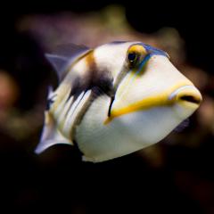 A QBI researcher will explore 'super-human' colour vision systems in animals.