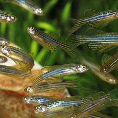 School of zebra fish swimming 