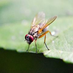 Fruit flies could open new avenues to better understanding attention and sleep.
