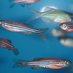 The zebrafish is helping scientists understand how the human brain processes sound, while also giving insight to autism spectrum disorder.
