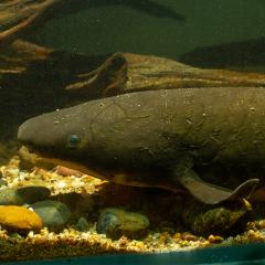 The rare Queensland lungfish, often called a living fossil, is helping researchers challenge our scientific understanding of brain evolution.