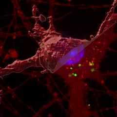 A new ‘seeding’ process in brain cells could be a cause of dementia and Alzheimer's disease.