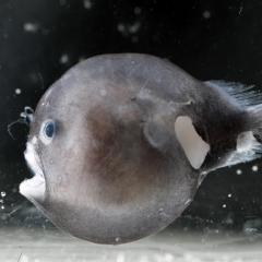 Deep-sea fish eyes are not freaky by accident