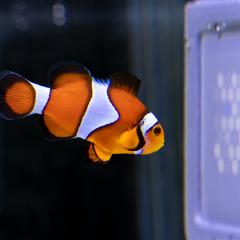 A new ultraviolet ‘television’ display has been designed to help researchers better understand how animals see the world. Credit: Valerio Tettamanti