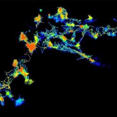 The clean-up of cellular ‘protein clumps’ could prevent the onset of some types of dementia.