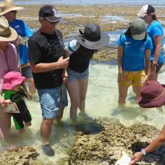 CoralWatch is celebrating 20 years of citizen science