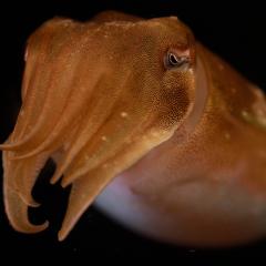 New mapping of the cuttlefish brain could explain how, and why, the marine animal employs its distinct camouflage ability.