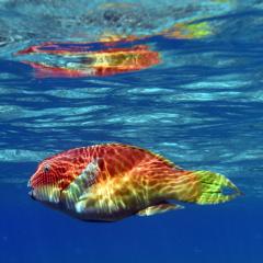 Neurobiologist Professor Justin Marshall talks to ABC's Richard Fidler about colour vision in fish.