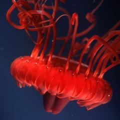 Podcast: What sea creatures can tell us about neuroscience