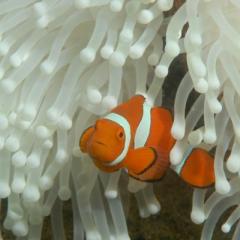 QBI's Professor Justin Marshall discusses climate change and coral bleaching in the Great Barrier Reef.
