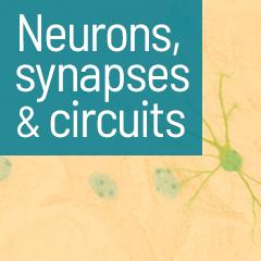 Neurons, synapses & circuits - from function to disease