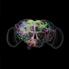 Banner only - a photograph of the neural networks in the brain of a fruit fly