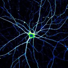 neuron communication