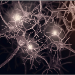 synaptic plasticity in the brain