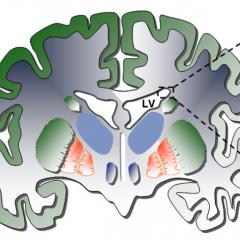 adult neurogenesis in the brain