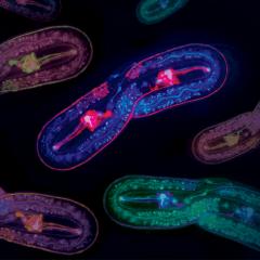 A small transparent roundworm with the remarkable ability to self-heal may hold the secret to treating nerve injuries in humans.