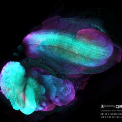 The most stunning scientific images from QBI have been unveiled