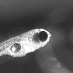 A larval zebrafish lines up to eat a paramecium