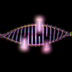 QBI neuroscientists have discovered that DNA repair is important for consolidating memories and allowing rapid brain adaptation. Image credit: vrx/shutterstock.