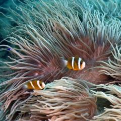 Two Great Barrier Reef anemonefish