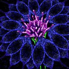 Blue cornflower for motor neuron disease by Sean Keating.