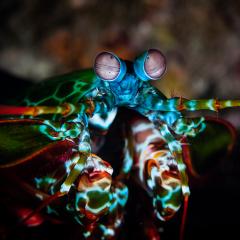 The mantis shrimp has one of the most complex visual systems in the world.