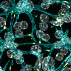 Microscopy image of mammary cells
