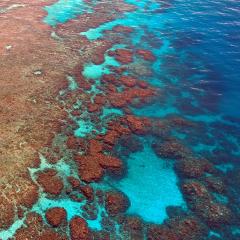 A team of Queensland Brain Institute scientists are leading the world’s largest volunteer coral health assessment program.