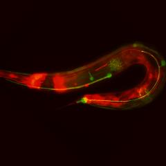 C. elegans were used to express the patterns of microRNAs (miRNAs).