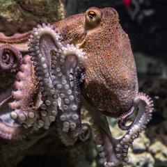 New research has revealed the unique brainpower of octopuses – known for their intelligence and Houdini-like escapes.