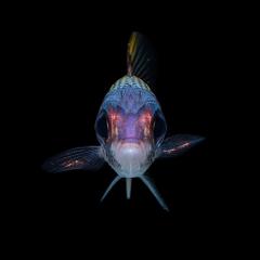 A family of coral fish have developed visual adaptations similar to those of their cousins living in the ocean’s darkest depths. Credit: Valerio Tettamanti