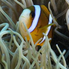 The striking pattern of a clownfish could be a way of advertising its place in the hierarchal pecking order.