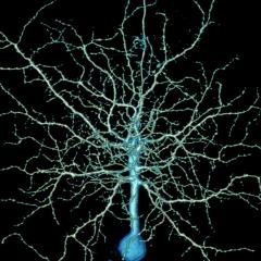 Imaris Rendered Neuron