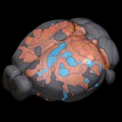 Mouse brain activity detected by ultrafast fMRI